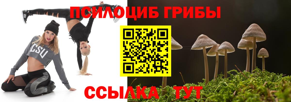 где купить   Железноводск  Галлюциногенные грибы Cubensis 